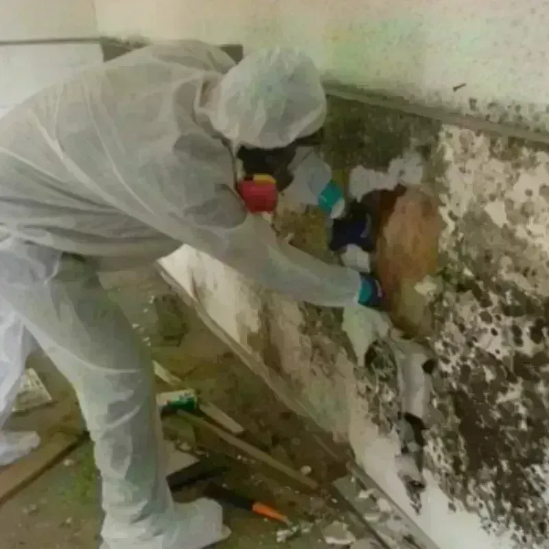 Mold Remediation and Removal in Hawkins, TX